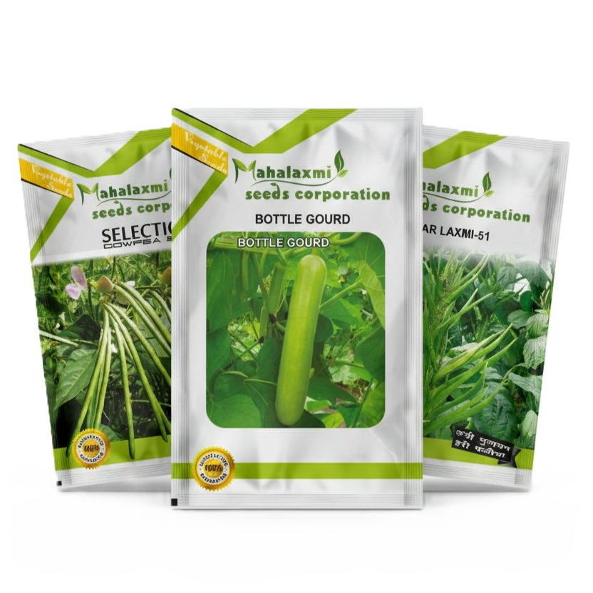 Cabbage Illustration